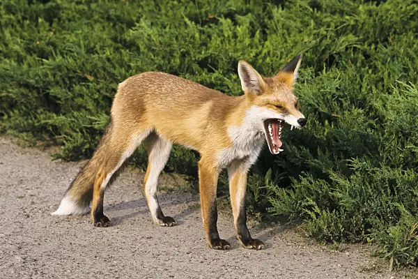 367073 - Yawning red fox (Vulpes vulpes) with wide open mouth on a path in a park