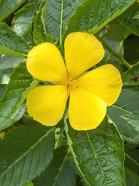 411207 - Yellow alder (Turnera ulmifolia)