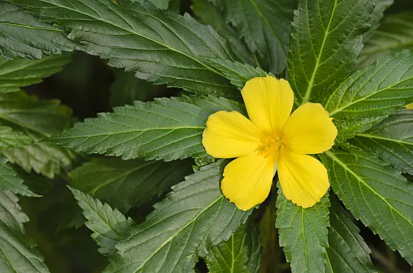519119 - Yellow alder (Turnera ulmifolia)