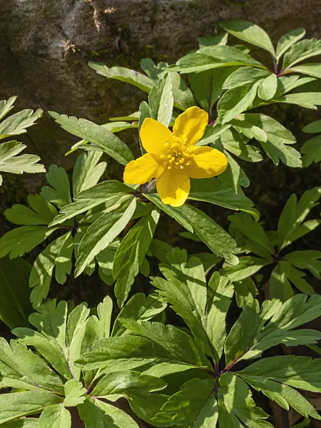 412001 - Yellow anemone (Anemone ranunculoides)