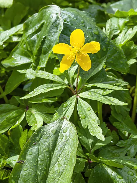459003 - Yellow anemone (Anemone ranunculoides)