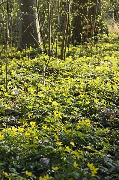 507136 - Yellow anemone (Anemone ranunculoides)