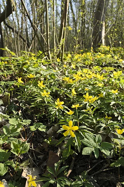 507137 - Yellow anemone (Anemone ranunculoides)