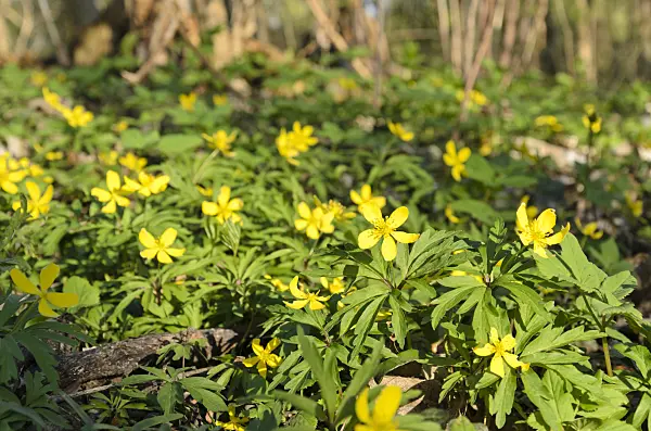 507138 - Yellow anemone (Anemone ranunculoides)