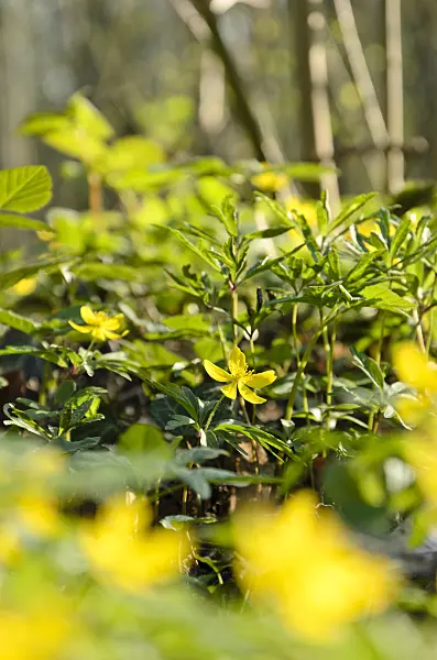 507139 - Yellow anemone (Anemone ranunculoides)