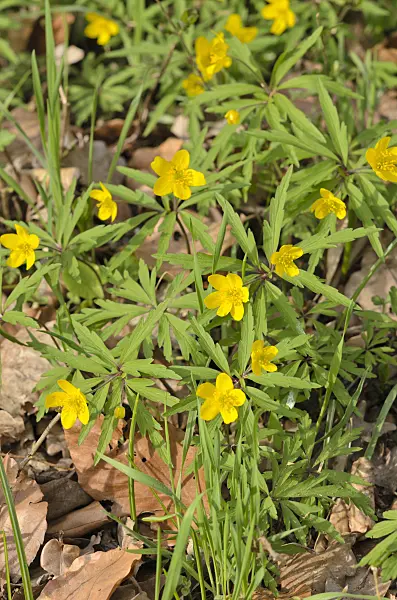 519058 - Yellow anemone (Anemone ranunculoides)