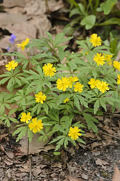 519189 - Yellow anemone (Anemone ranunculoides 'Semiplena')