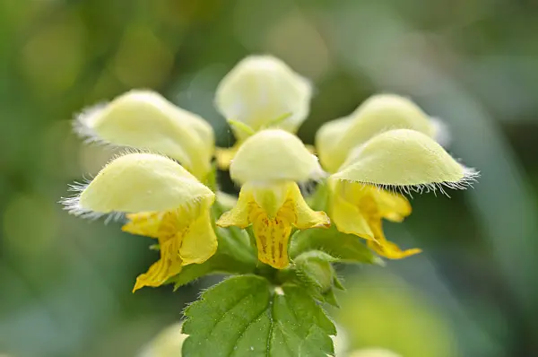 471255 - Yellow archangel (Lamium galeobdolon 'Florentinum' syn. Lamiastrum galeobdolon 'Florentinum')