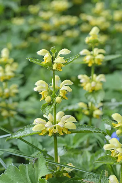 471256 - Yellow archangel (Lamium galeobdolon 'Florentinum' syn. Lamiastrum galeobdolon 'Florentinum')