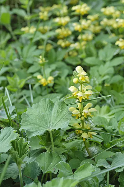 471257 - Yellow archangel (Lamium galeobdolon 'Florentinum' syn. Lamiastrum galeobdolon 'Florentinum')
