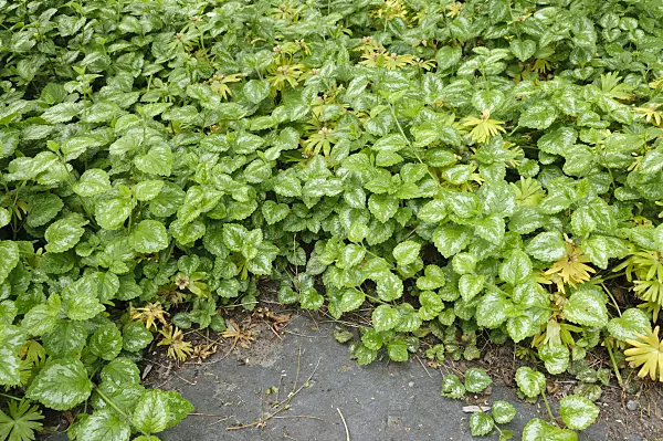 484236 - Yellow archangel (Lamium galeobdolon 'Florentinum' syn. Lamiastrum galeobdolon 'Florentinum')