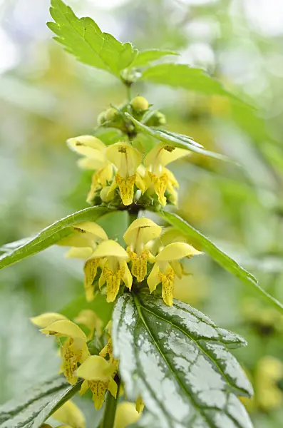 508110 - Yellow archangel (Lamium galeobdolon 'Hermann's Pride' syn. Lamiastrum galeobdolon 'Hermann's Pride')