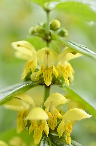 508111 - Yellow archangel (Lamium galeobdolon 'Hermann's Pride' syn. Lamiastrum galeobdolon 'Hermann's Pride')