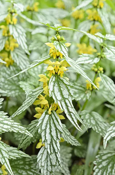 508112 - Yellow archangel (Lamium galeobdolon 'Hermann's Pride' syn. Lamiastrum galeobdolon 'Hermann's Pride')
