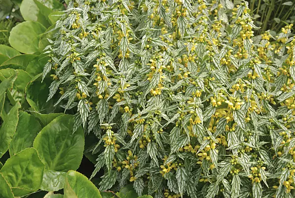 509147 - Yellow archangel (Lamium galeobdolon 'Hermann's Pride' syn. Lamiastrum galeobdolon 'Hermann's Pride')