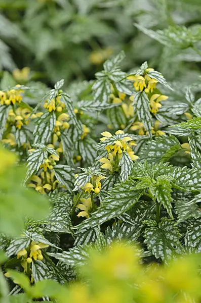 533487 - Yellow archangel (Lamium galeobdolon 'Hermann's Pride' syn. Lamiastrum galeobdolon 'Hermann's Pride')