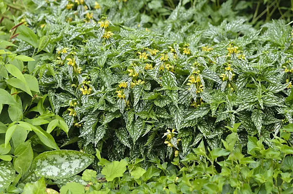 533488 - Yellow archangel (Lamium galeobdolon 'Hermann's Pride' syn. Lamiastrum galeobdolon 'Hermann's Pride')