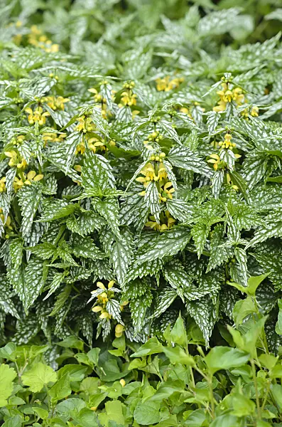 533489 - Yellow archangel (Lamium galeobdolon 'Hermann's Pride' syn. Lamiastrum galeobdolon 'Hermann's Pride')