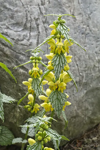 608045 - Yellow archangel (Lamium galeobdolon 'Silberteppich' syn. Lamiastrum galeobdolon 'Silberteppich')