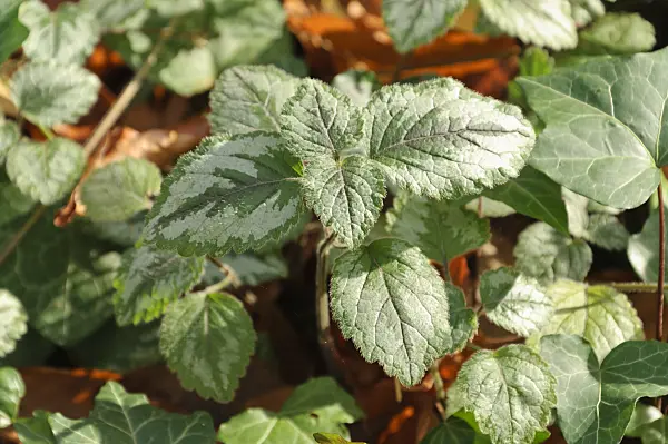 466016 - Yellow archangel (Lamium galeobdolon syn. Lamiastrum galeobdolon)