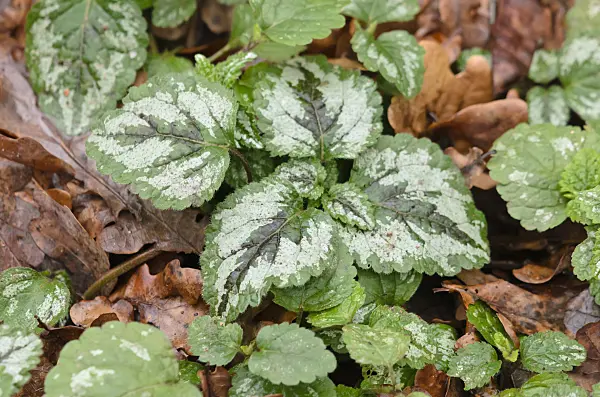 553012 - Yellow archangel (Lamium galeobdolon syn. Lamiastrum galeobdolon)