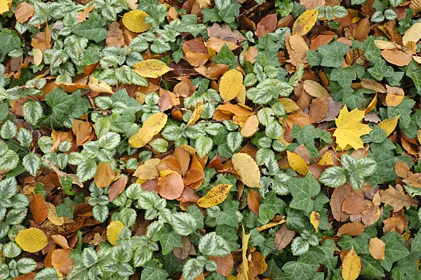 466015 - Yellow archangel (Lamium galeobdolon syn. Lamiastrum galeobdolon) and common ivy (Hedera helix)