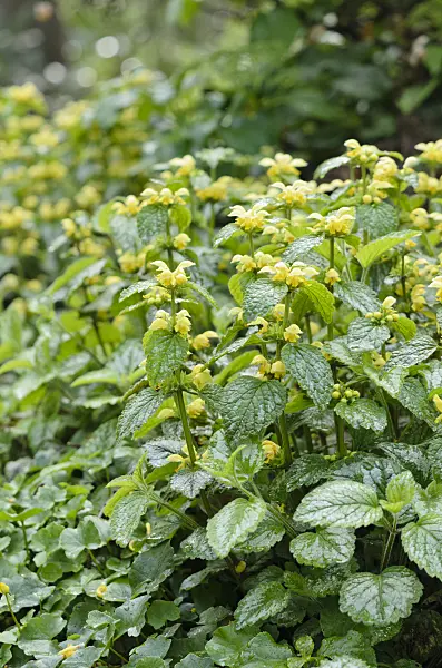531091 - Yellow archangel (Lamium galeobdolon 'Variegata' syn. Lamiastrum galeobdolon 'Variegata')