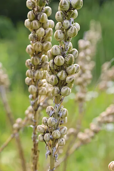 486207 - Yellow asphodel (Asphodeline lutea)