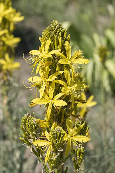 651085 - Yellow asphodel (Asphodeline lutea)