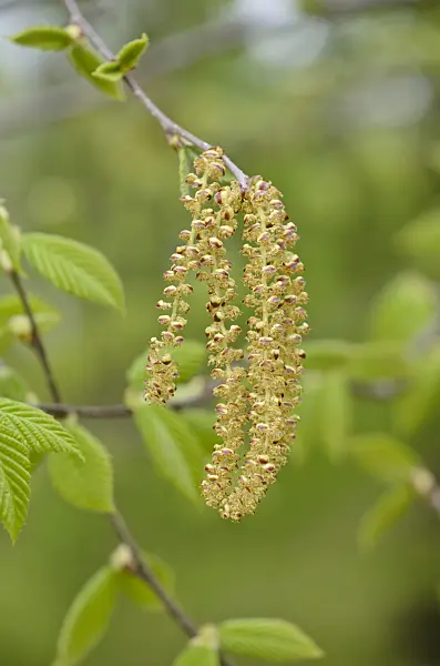519191 - Yellow birch (Betula alleghaniensis)