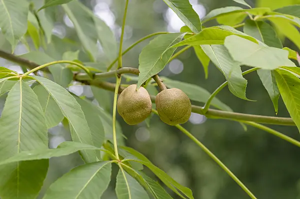 593026 - Yellow buckeye (Aesculus flava 'Vestita')