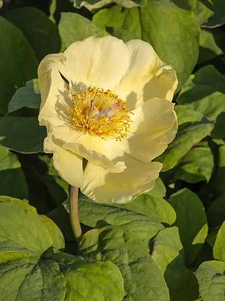 437286 - Yellow Caucasian peony (Paeonia mlokosewitschii)