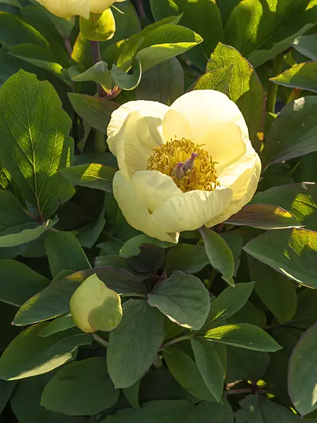 460071 - Yellow Caucasian peony (Paeonia mlokosewitschii)