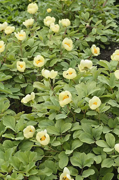 520117 - Yellow Caucasian peony (Paeonia mlokosewitschii)