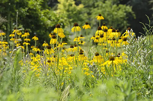 497097 - Yellow cone flower (Echinacea paradoxa)