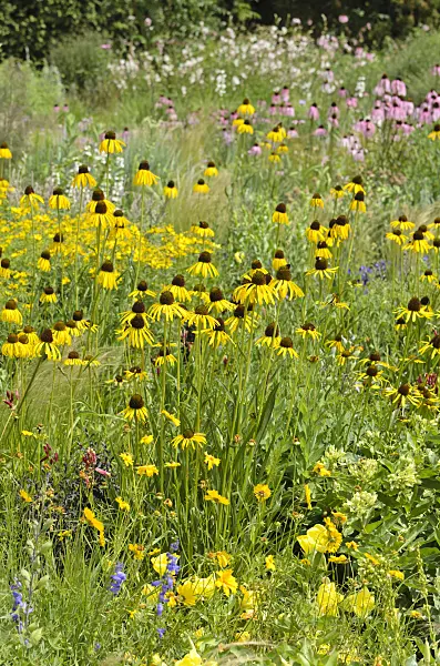 497098 - Yellow cone flower (Echinacea paradoxa)