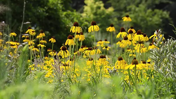 497134 - Yellow cone flower (Echinacea paradoxa)