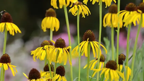 497137 - Yellow cone flower (Echinacea paradoxa)