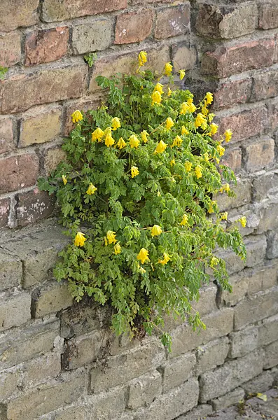 544078 - Yellow corydalis (Corydalis lutea syn. Pseudofumaria lutea)
