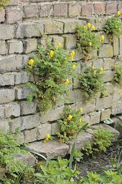544079 - Yellow corydalis (Corydalis lutea syn. Pseudofumaria lutea)