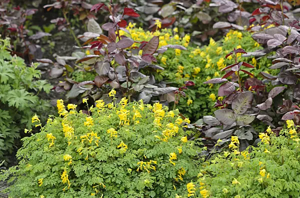 520287 - Yellow corydalis (Corydalis lutea syn. Pseudofumaria lutea) and roses (Rosa)