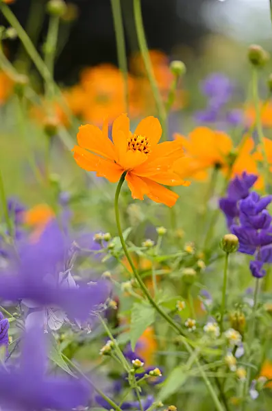 522079 - Yellow cosmos (Cosmos sulphureus)