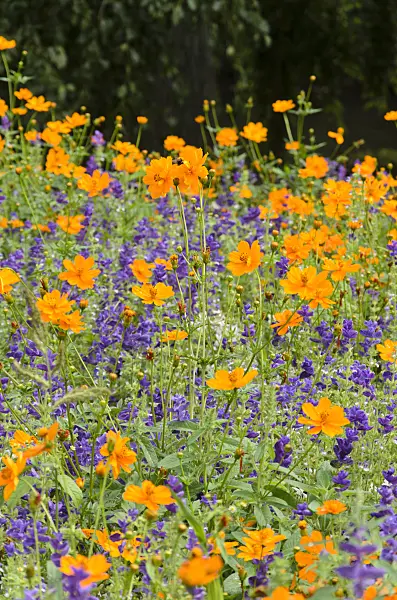 522072 - Yellow cosmos (Cosmos sulphureus) and annual sage (Salvia viridis syn. Salvia horminum)