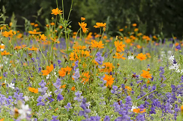 522076 - Yellow cosmos (Cosmos sulphureus) and annual sage (Salvia viridis syn. Salvia horminum)