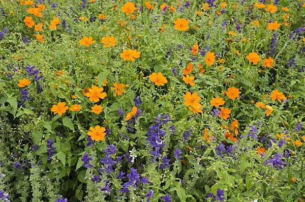 522077 - Yellow cosmos (Cosmos sulphureus) and annual sage (Salvia viridis syn. Salvia horminum)