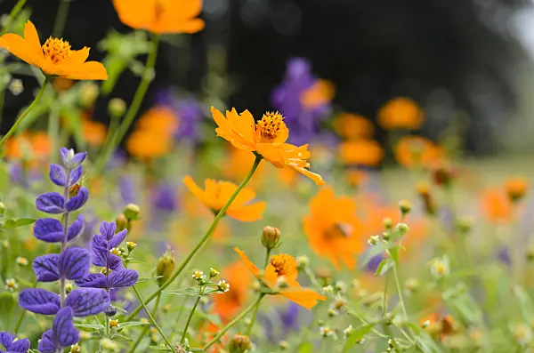 522078 - Yellow cosmos (Cosmos sulphureus) and annual sage (Salvia viridis syn. Salvia horminum)