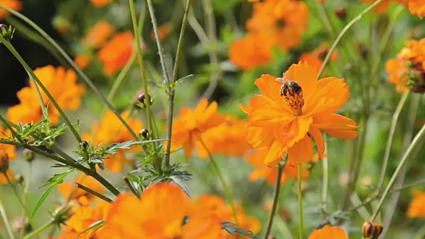 499082 - Yellow cosmos (Cosmos sulphureus) and bee (Apis)