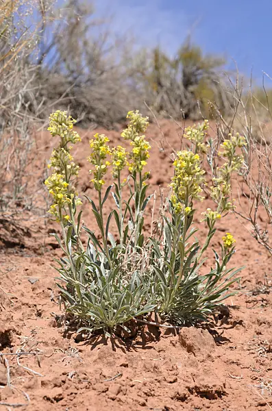 508268 - Yellow cryptantha (Oreocarya flava)