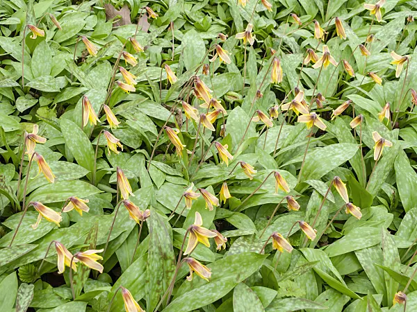 436267 - Yellow dog's tooth violet (Erythronium americanum)