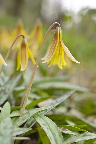 471099 - Yellow dog's tooth violet (Erythronium americanum)